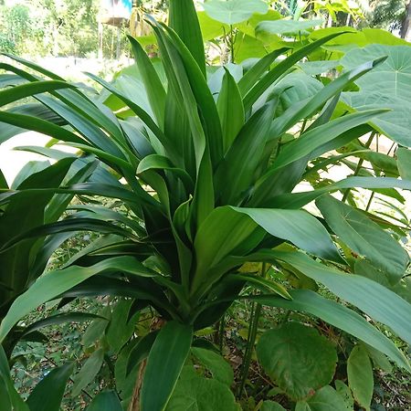 Som Palmgarden Hotel Ko Lanta Eksteriør billede