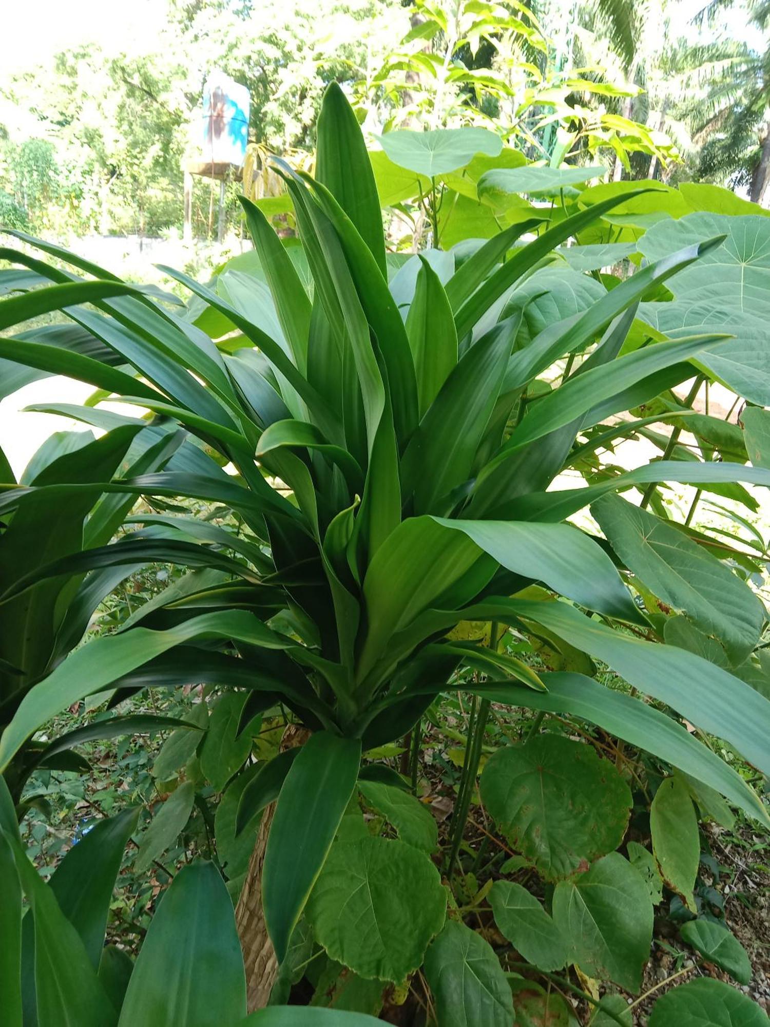 Som Palmgarden Hotel Ko Lanta Eksteriør billede