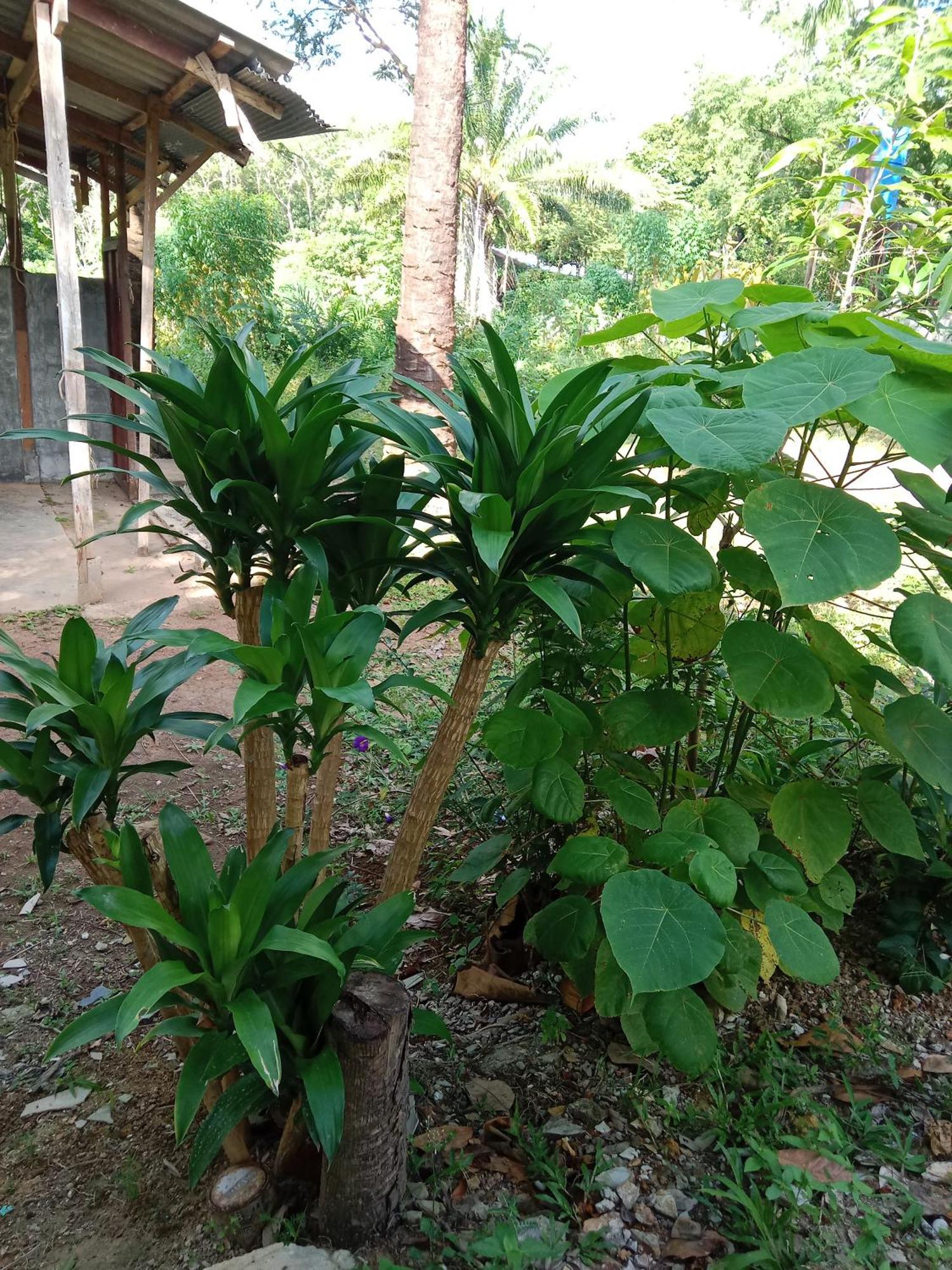 Som Palmgarden Hotel Ko Lanta Eksteriør billede