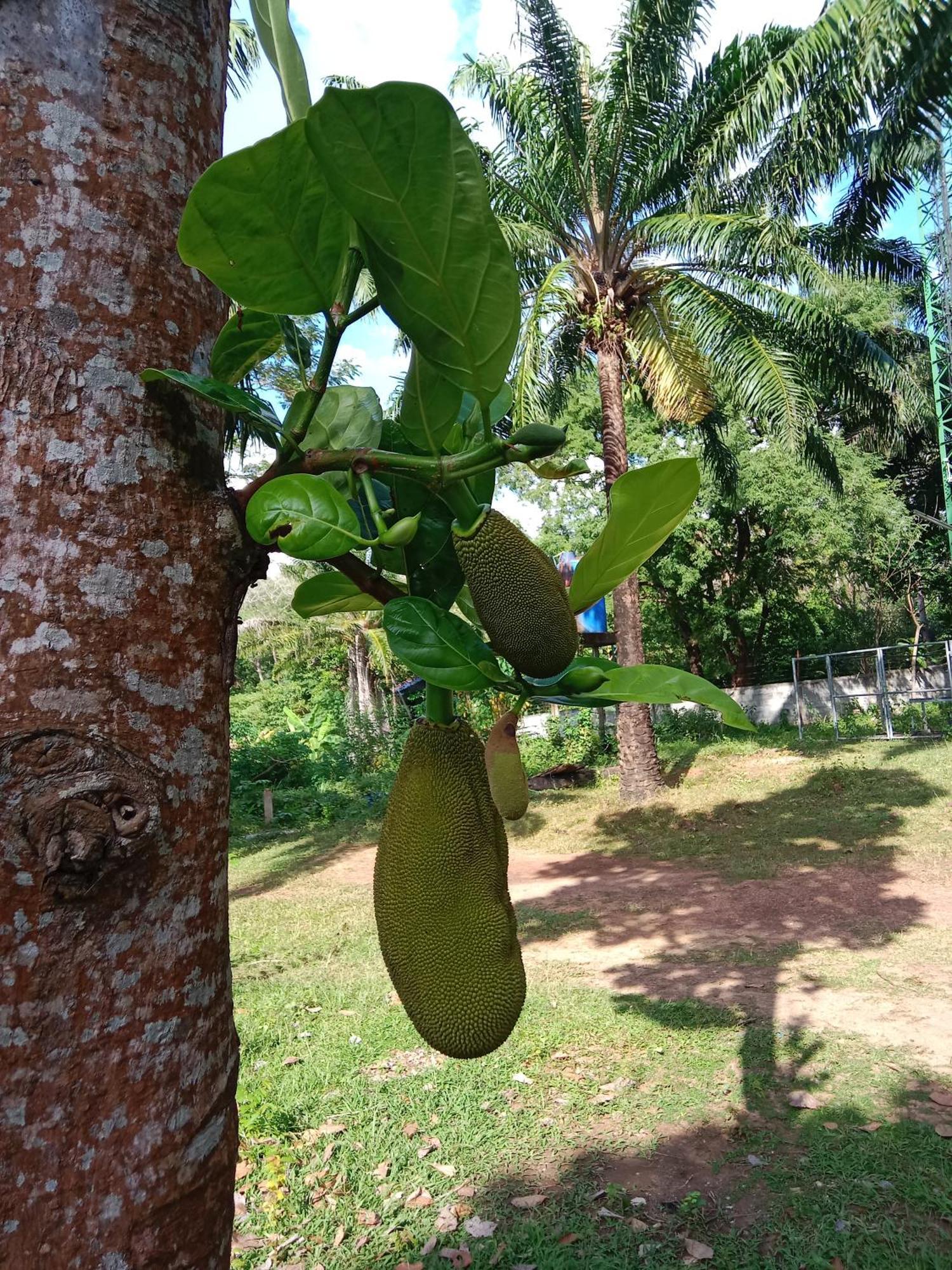 Som Palmgarden Hotel Ko Lanta Eksteriør billede