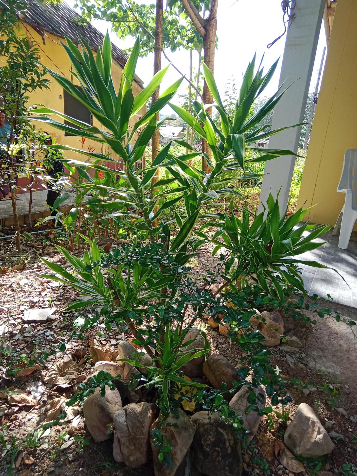 Som Palmgarden Hotel Ko Lanta Eksteriør billede